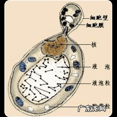 发酵粉是干什么用的 发酵粉是什么东西