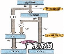 发酵粉是干什么用的 发酵粉是什么东西