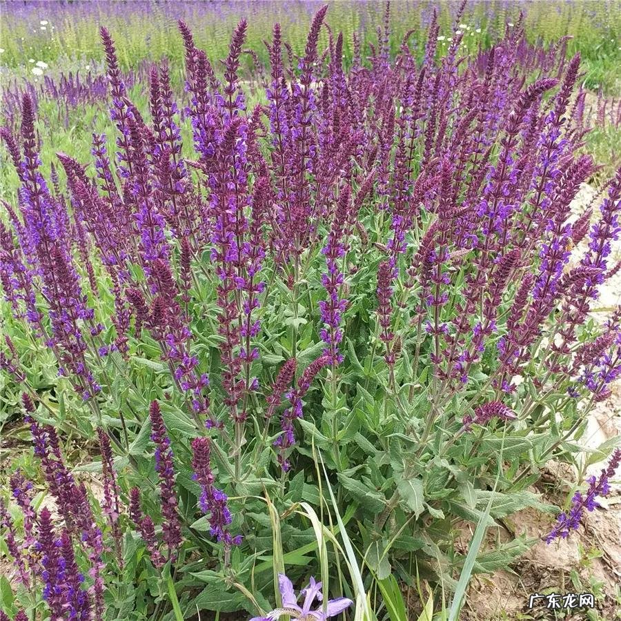 荆芥穗与荆芥区别功效与作用 荆芥穗别名叫什么