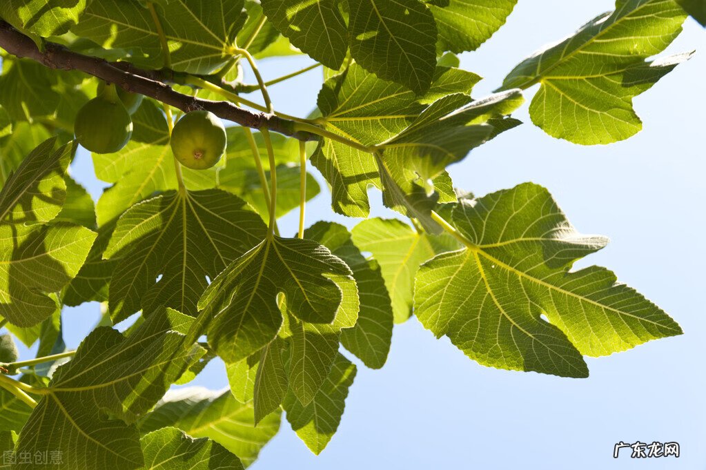 无花果叶子怎样治疗痔疮 无花果叶子治痔疮怎么用