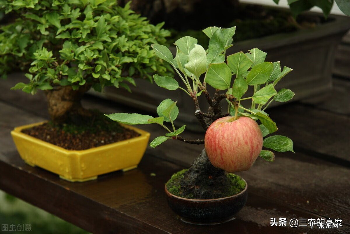 屋前种什么树最旺风水 风水最好的果树