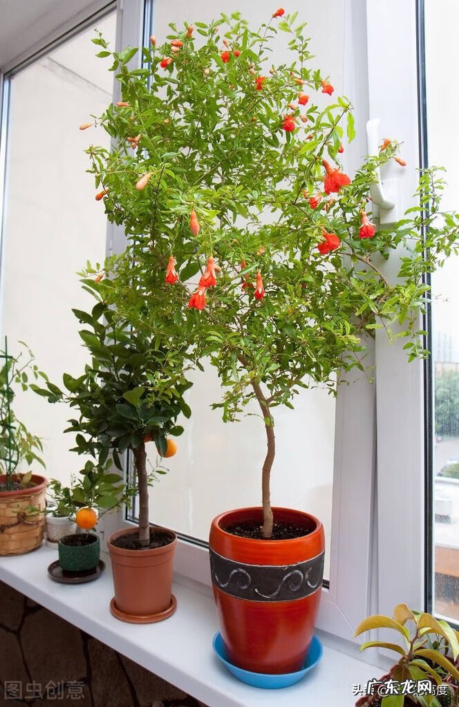 屋前种什么树最旺风水 风水最好的果树