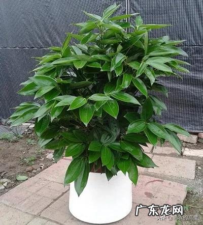 屋前种什么树最旺风水 风水最好的果树