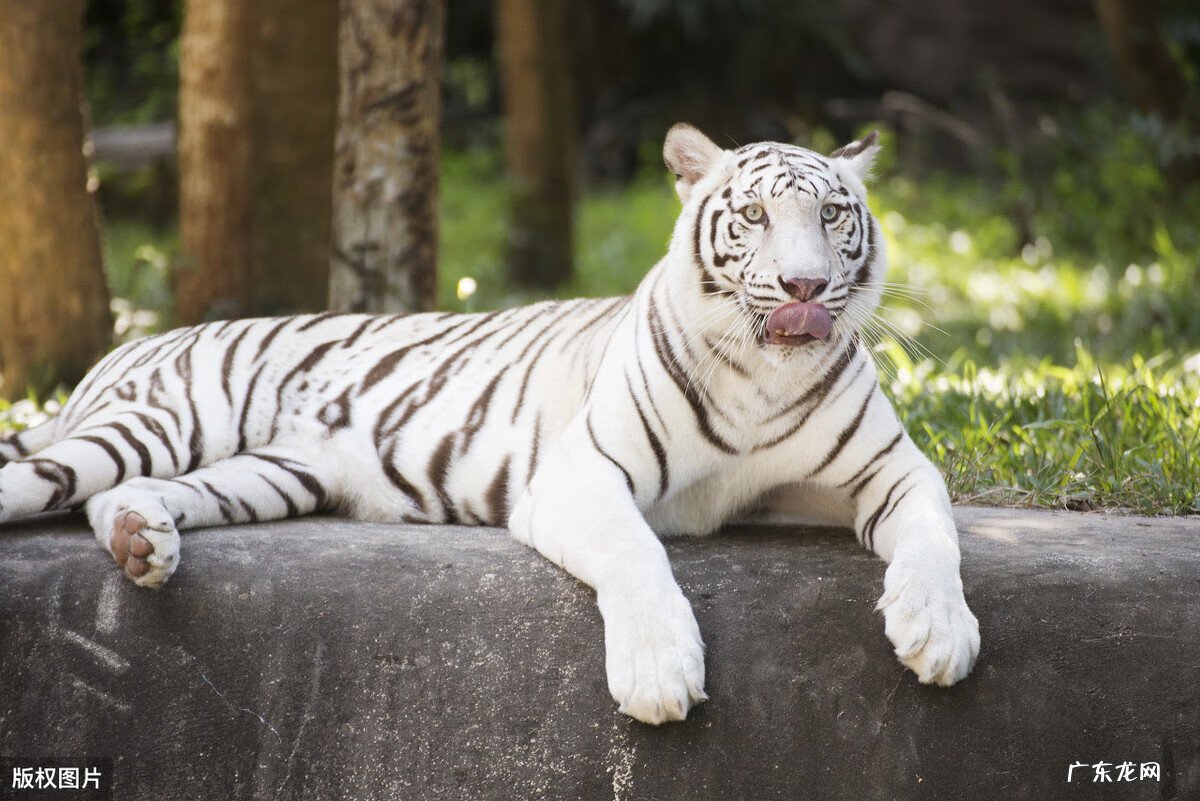 虎抱龙的风水好吗 虎抱龙风水好吗