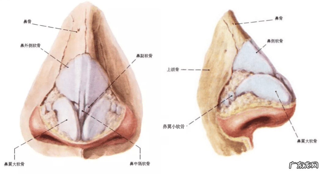 怎样能使鼻子变小 让鼻子变小的方法