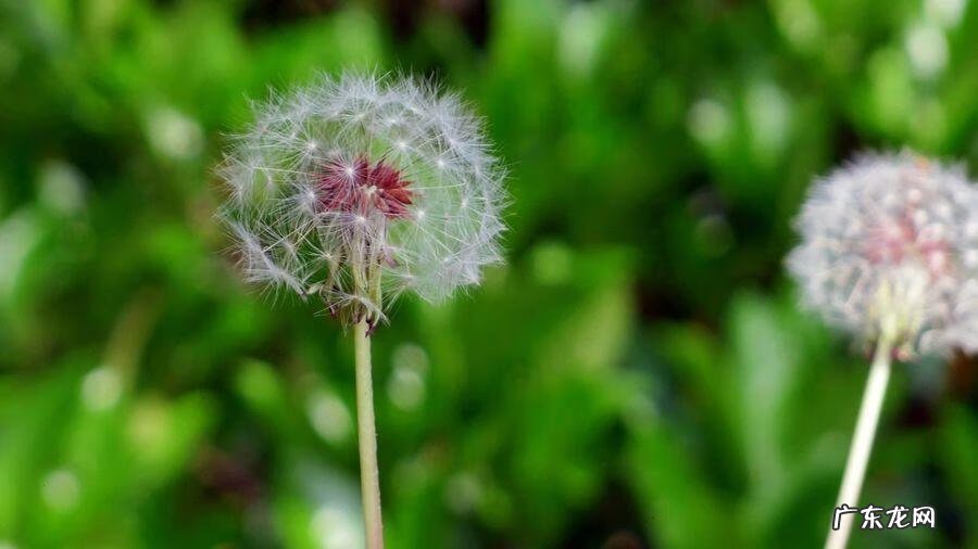 肝火旺吃什么药啊 肝火旺吃什么药好得快