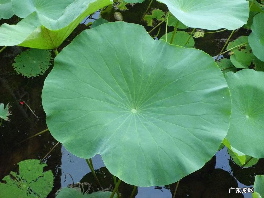 肝火旺吃什么药啊 肝火旺吃什么药好得快