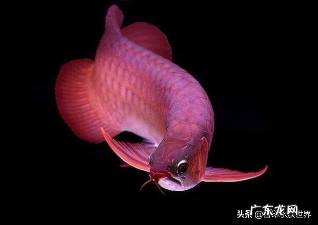 风水鱼一般养几条 养风水鱼坠养什么鱼最好