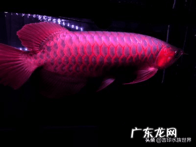 风水鱼一般养几条 养风水鱼坠养什么鱼最好