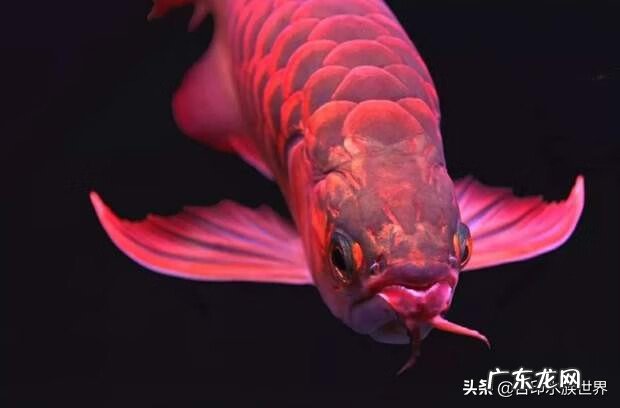 风水鱼一般养几条 养风水鱼坠养什么鱼最好