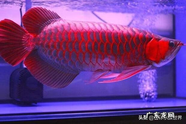 风水鱼一般养几条 养风水鱼坠养什么鱼最好