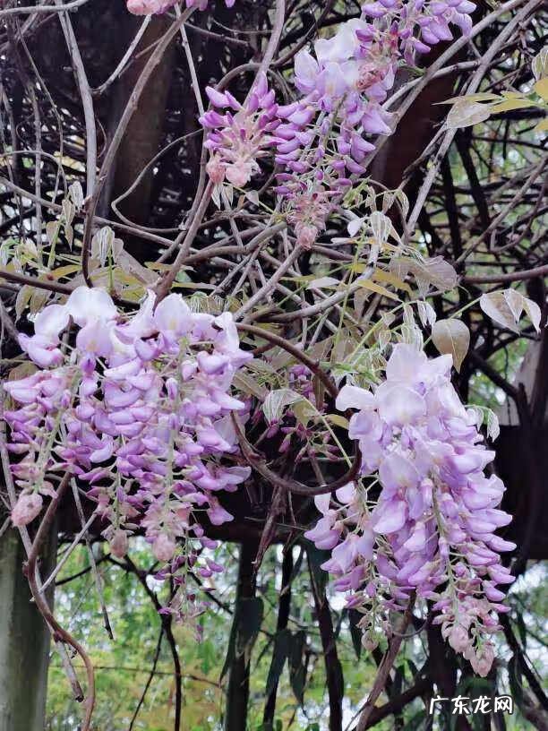 紫藤风水寓意 种紫藤花有什么风水讲究