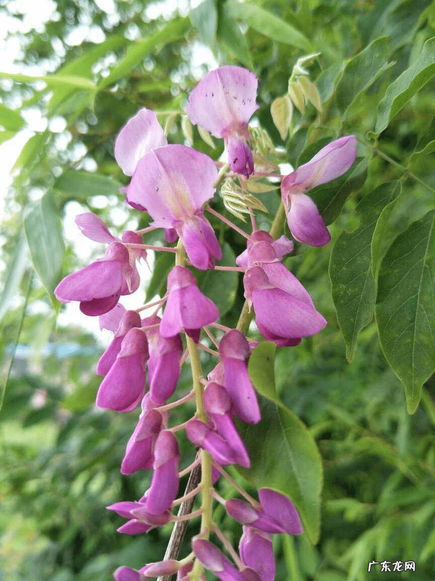 紫藤风水寓意 种紫藤花有什么风水讲究