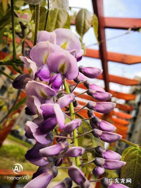 紫藤风水寓意 种紫藤花有什么风水讲究