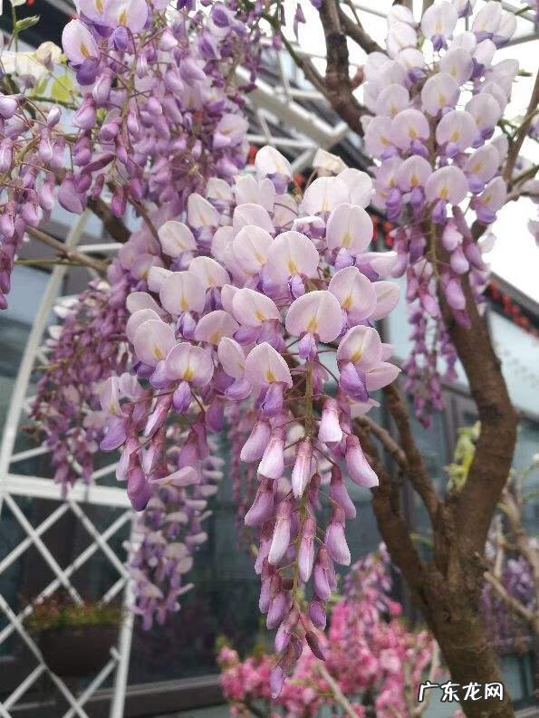 紫藤风水寓意 种紫藤花有什么风水讲究
