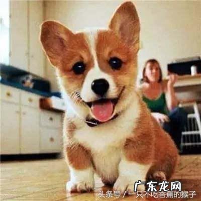 门口养狗风水好吗 对着门养狗好吗?