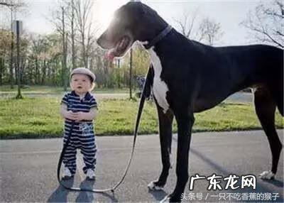 门口养狗风水好吗 对着门养狗好吗?