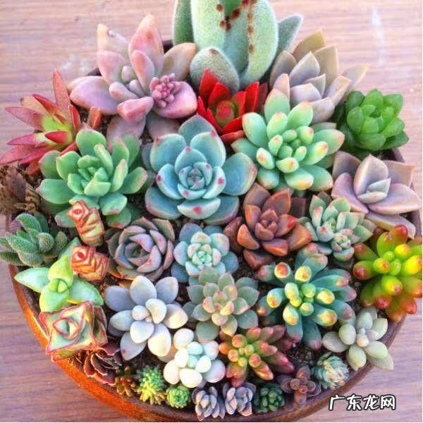 家里摆放植物有什么讲究 家庭风水上能放植物吗