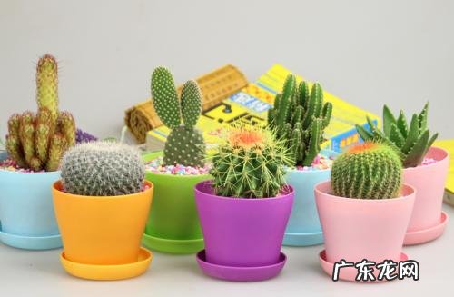 家里摆放植物有什么讲究 家庭风水上能放植物吗