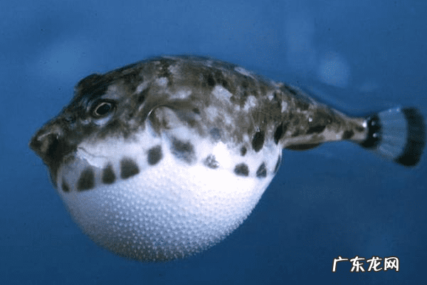 狗头鱼和河豚鱼区别 河豚鱼