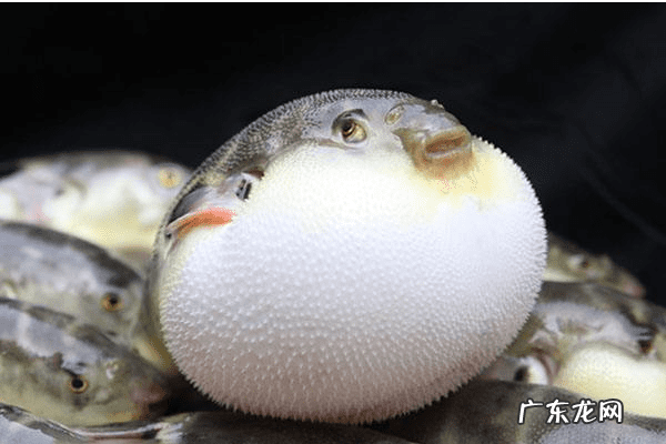 狗头鱼和河豚鱼区别 河豚鱼
