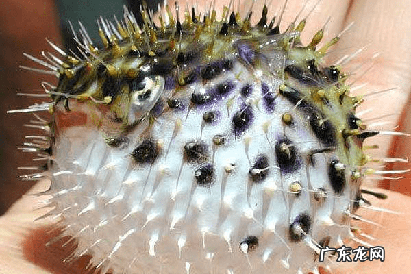 狗头鱼和河豚鱼区别 河豚鱼