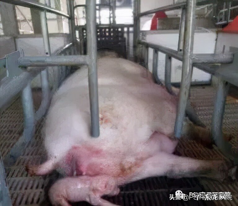 为什么会死胎什么原因造成的 死胎的原因有哪些