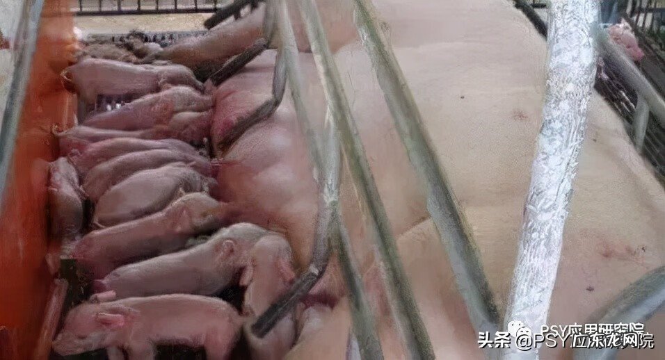 为什么会死胎什么原因造成的 死胎的原因有哪些