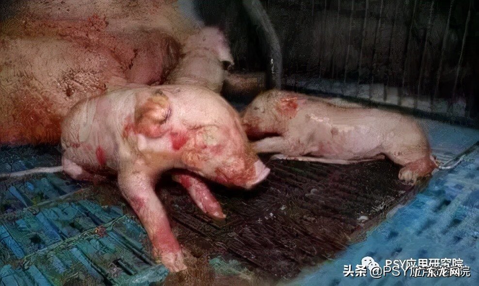 为什么会死胎什么原因造成的 死胎的原因有哪些