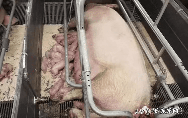 为什么会死胎什么原因造成的 死胎的原因有哪些