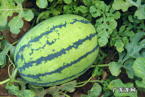 风水中要左高右低的原理 风水讲究左高右低