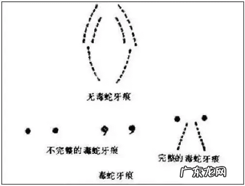 风水蛇地金蛇出洞 风水老蛇出洞