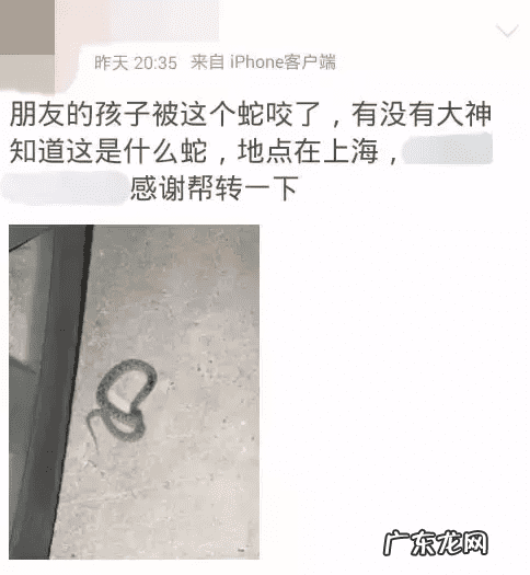 风水蛇地金蛇出洞 风水老蛇出洞