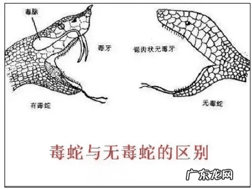 风水蛇地金蛇出洞 风水老蛇出洞