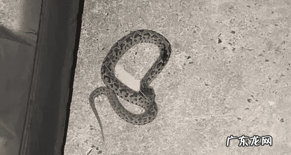 风水蛇地金蛇出洞 风水老蛇出洞