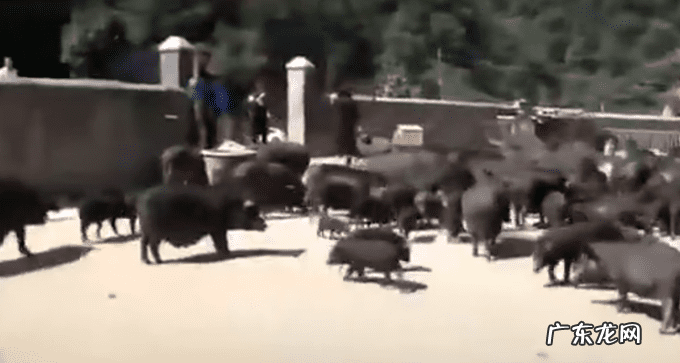 猪在风水里面代表什么 风水地群猪下山解释