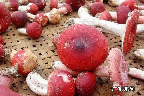 红菇的做法食用方法 红菇 做法