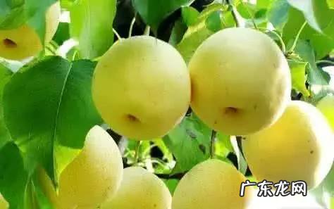 吃梨有什么好处? 雪梨的功效与作用及禁忌