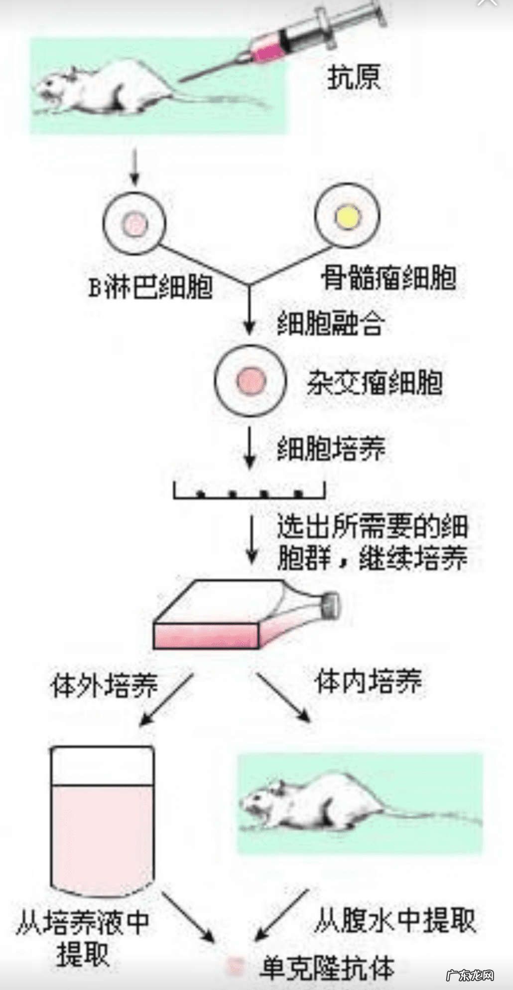 肠子翻出来 翻肠子是什么意思