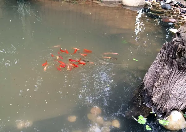 风水池塘的形状图片 人造水塘风水图解