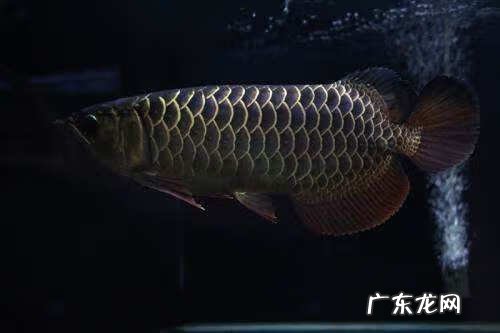 为什么龙鱼是风水鱼 十大风水鱼排名金龙水