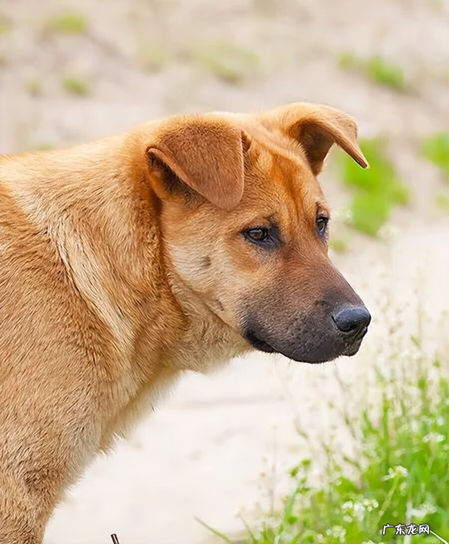 养狗会影响风水吗 狗对风水的影响大吗