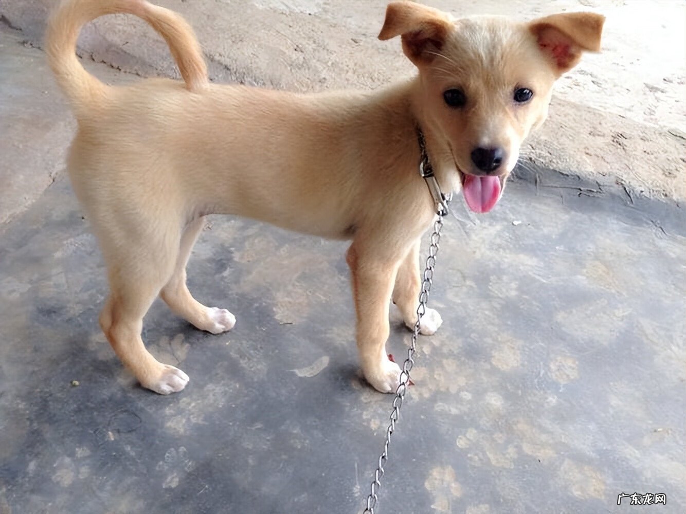 养狗会影响风水吗 狗对风水的影响大吗