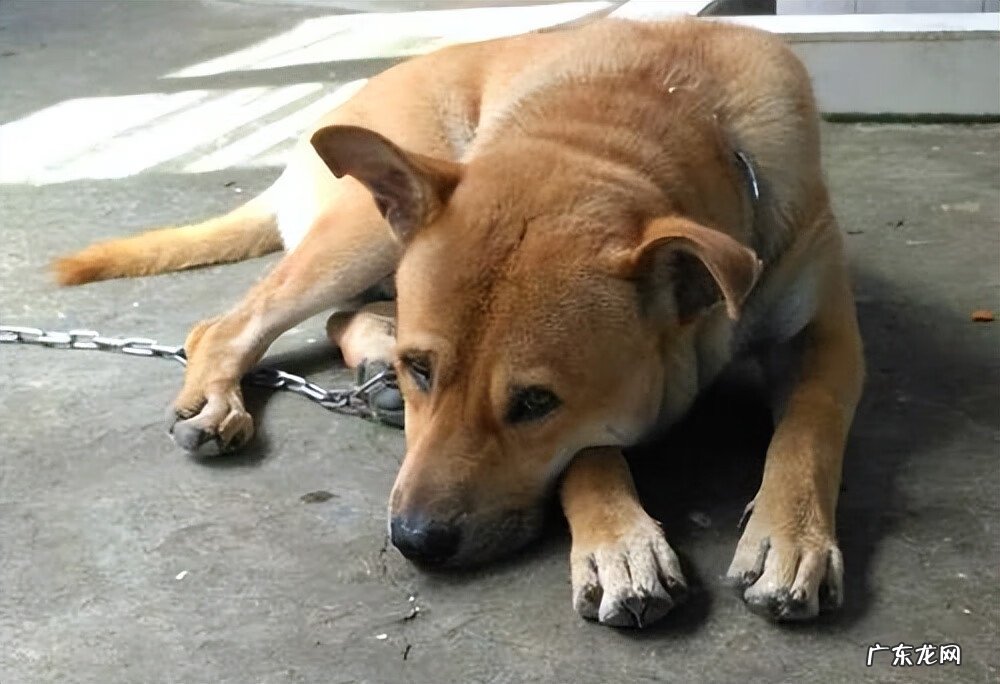 养狗会影响风水吗 狗对风水的影响大吗