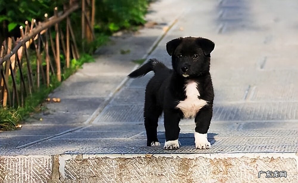 养狗会影响风水吗 狗对风水的影响大吗