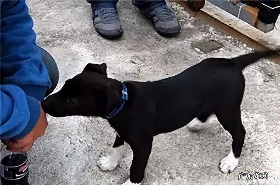 养狗会影响风水吗 狗对风水的影响大吗