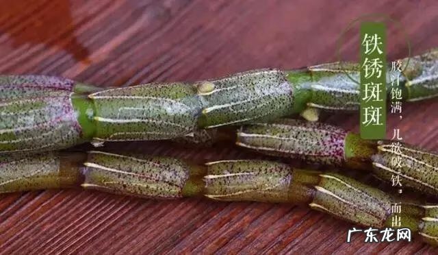 铁皮石斛花的功效与作用 铁皮石斛的功效是啥