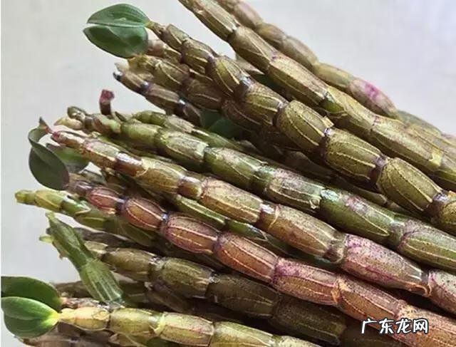 铁皮石斛花的功效与作用 铁皮石斛的功效是啥