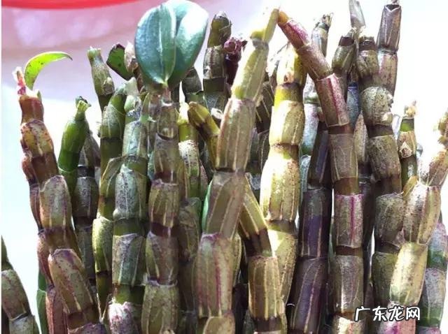 铁皮石斛花的功效与作用 铁皮石斛的功效是啥