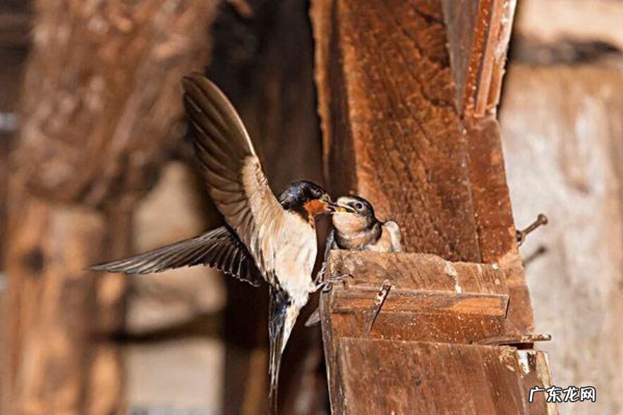 鸟巢风水分析 鸟窝搭建你家风水